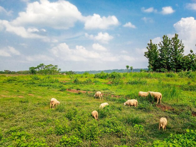 Foto vista panorámica de un campo de hierba contra el cielo