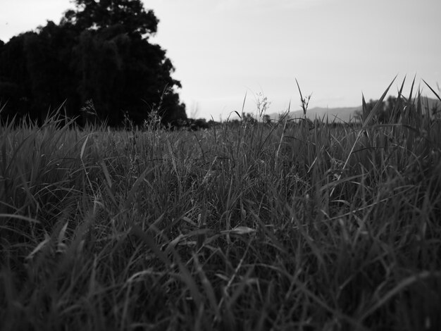 Foto vista panorámica de un campo de hierba contra el cielo