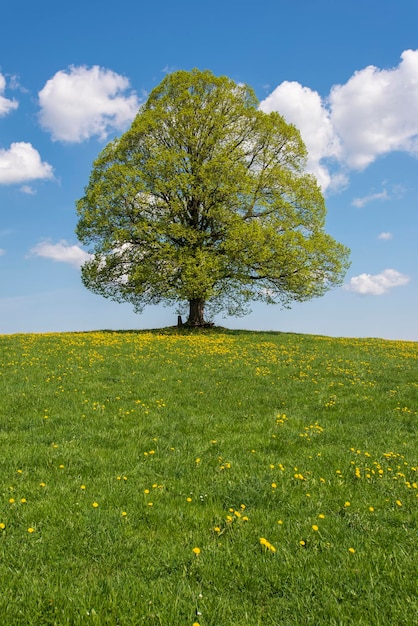 Foto vista panorámica de un campo de hierba contra el cielo