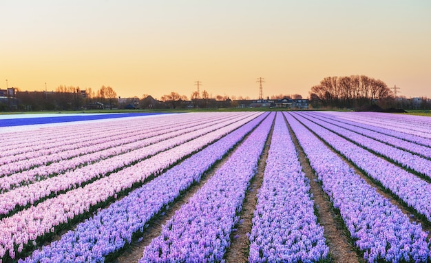 Vista panorámica del campo de jacinto en Holanda.