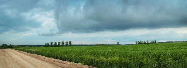 Vista panorámica del campo de judías verdes cerca de la carretera con cielo tormentoso oscuro con nubes