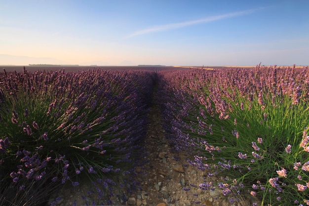 Vista panorámica del campo de lavanda contra el cielo durante el amanecer