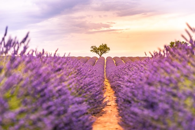 Vista panorámica del campo de lavanda francés al atardecer. Puesta de sol sobre un campo de lavanda violeta en Provenza