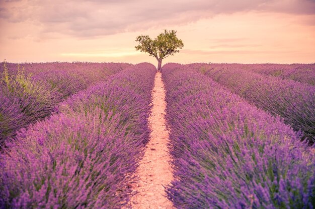 Vista panorámica del campo de lavanda francés al atardecer. Puesta de sol sobre un campo de lavanda violeta en Provenza