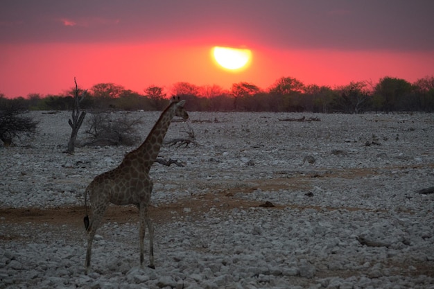 Vista panorámica del campo durante la puesta de sol