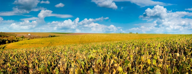 Vista panorámica del campo de soja verde amarillo soja i maduración de soja Paisajes agrícolas naturaleza y tierra