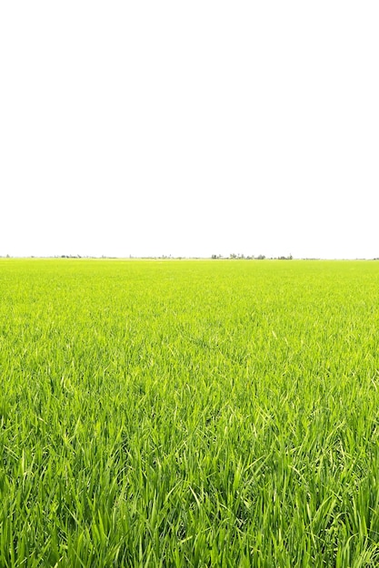 Vista panorámica de un campo de trigo contra un cielo despejado