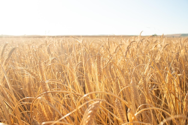 vista panorámica del campo de trigo dorado con cielo azul Símbolo de cosecha y agricultura