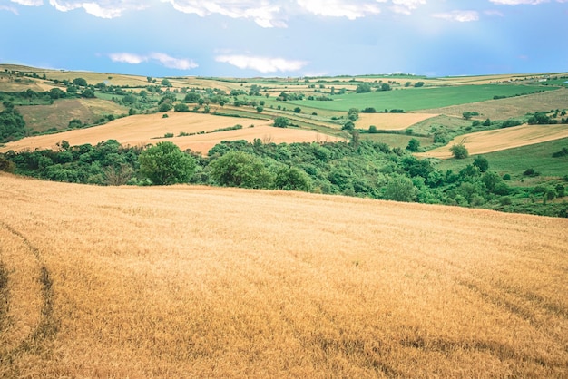 Foto vista panorámica de un campo de trigo dorado ilimitado listo para cosechar