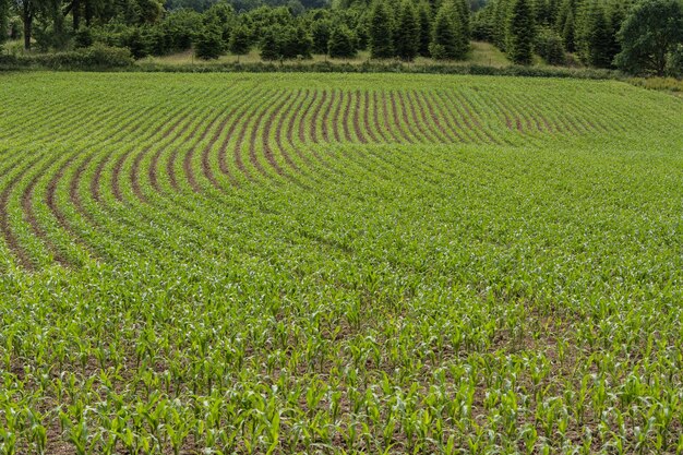 Foto vista panorámica del campo