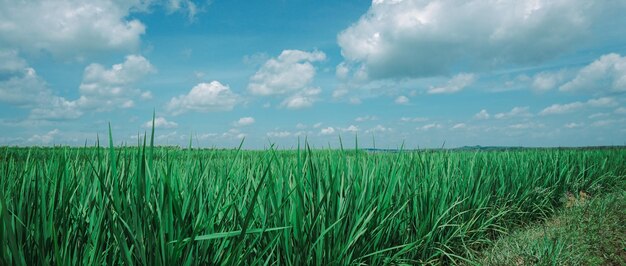 Vista panorámica de los campos de arroz en un día soleado y un hermoso cielo azul