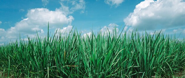 Vista panorámica de los campos de arroz en un día soleado y un hermoso cielo azul