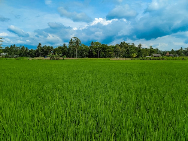 Vista panorámica de los campos de arroz verde y el hermoso cielo azul en Indonesia.
