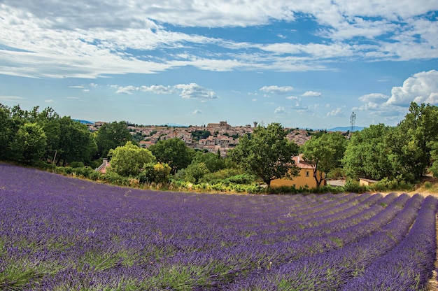 Vista panorámica de los campos de flores de lavanda cerca de Valensole en la Provenza francesa
