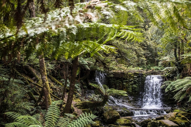 Foto vista panorámica de una cascada en el bosque