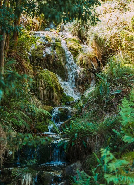 Foto vista panorámica de una cascada en el bosque