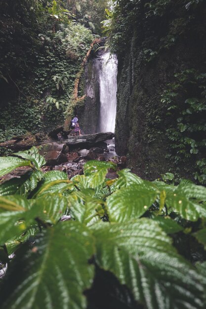 Foto vista panorámica de una cascada en el bosque