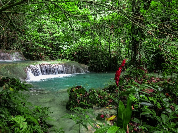 Foto vista panorámica de una cascada en el bosque