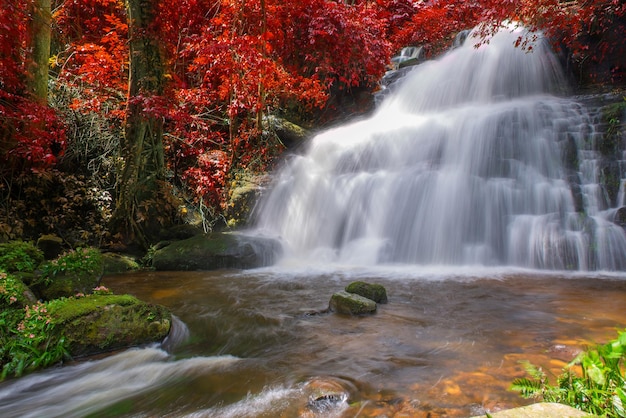 Foto vista panorámica de una cascada en el bosque