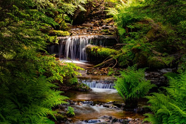 Foto vista panorámica de una cascada en el bosque