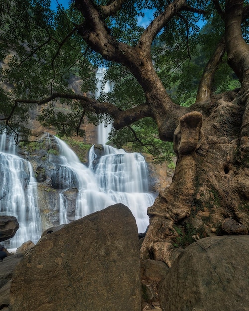 Foto vista panorámica de una cascada en el bosque