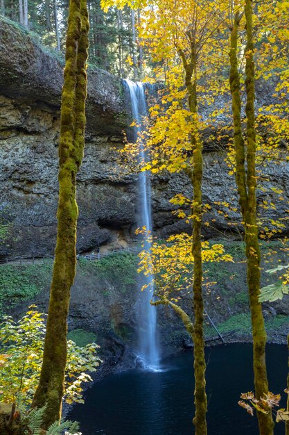 Foto vista panorámica de una cascada en el bosque