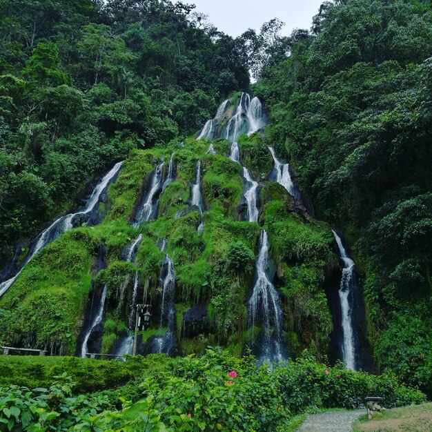 Foto vista panorámica de una cascada en el bosque