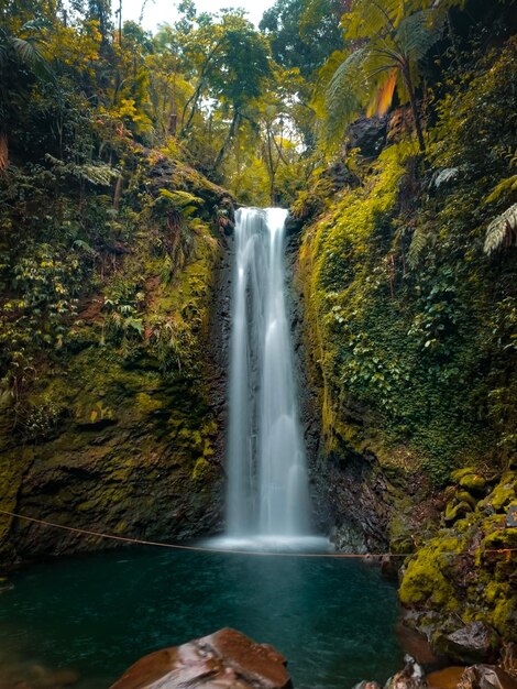 Foto vista panorámica de una cascada en el bosque