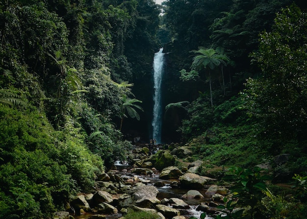 Vista panorámica de una cascada en el bosque