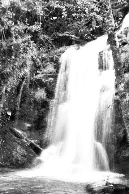 Vista panorámica de una cascada en el bosque