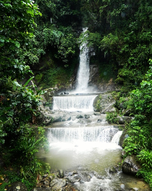 Vista panorámica de una cascada en el bosque