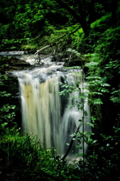 Foto vista panorámica de una cascada en el bosque