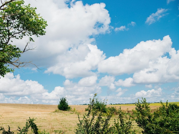 Vista panorámica del cielo azul con muchas hermosas nubes blancas sobre una franja amarilla de campos en un día soleado Árboles verdes y jugosos La belleza está en la naturaleza