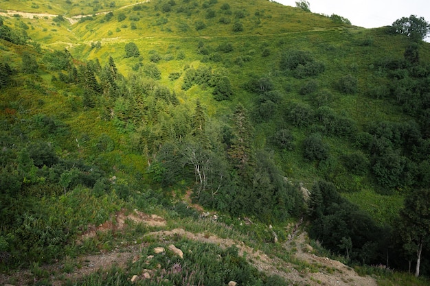 Vista panorámica de un claro en el bosque de verano