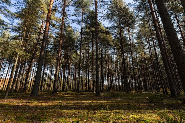 Foto vista panorâmica da ensolarada floresta de pinheiros no início do outono na rússia