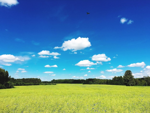 Vista panorâmica da fazenda contra o céu