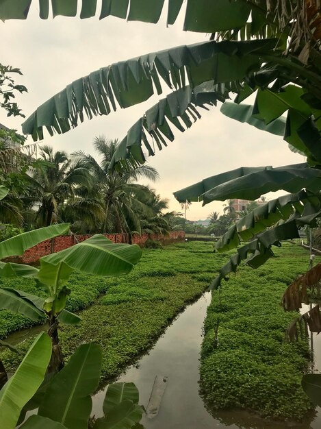 Foto vista panorâmica da fazenda contra o céu