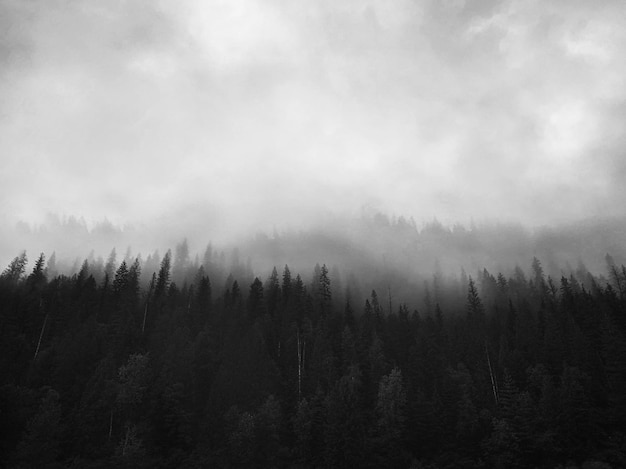 Vista panorâmica da floresta contra o céu durante o tempo nebuloso