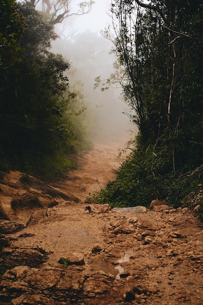 Foto vista panorâmica da floresta contra o céu