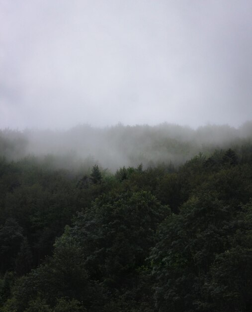 Foto vista panorâmica da floresta contra o céu