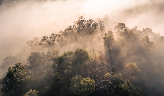 Vista panorâmica da floresta contra o céu