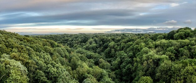 Foto vista panorâmica da floresta contra o céu