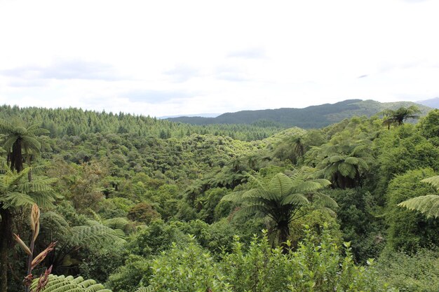 Vista panorâmica da floresta contra o céu