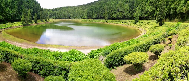 Foto vista panorâmica da floresta contra o céu