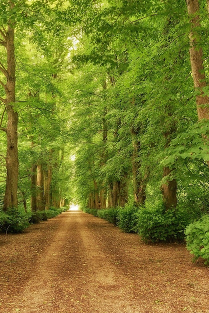 Vista panorâmica da floresta de árvores de folha caduca verdes frescas em um dia ensolarado com um caminho na folhagem A visão de uma estrada empoeirada linda e exuberante na selva coberta por bosques em ambos os lados