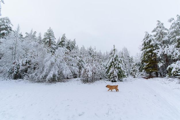 Vista panorâmica da floresta de inverno de pinheiros e abetos na neve nos galhos. paisagem.