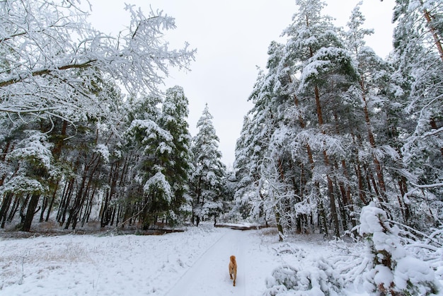 Foto vista panorâmica da floresta de inverno de pinheiros e abetos na neve nos galhos. paisagem.