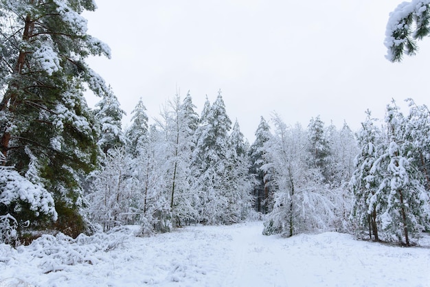 Vista panorâmica da floresta de inverno de pinheiros e abetos na neve nos galhos. paisagem.