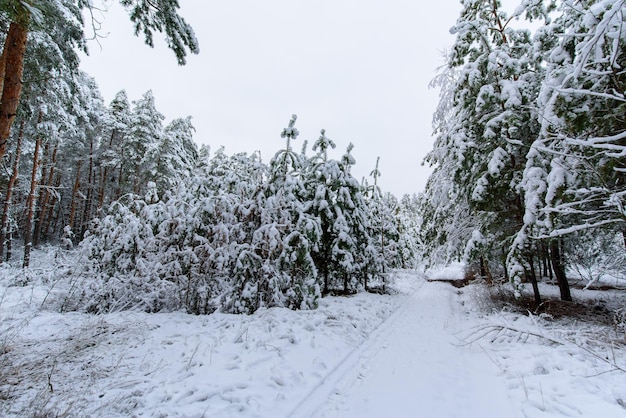 Vista panorâmica da floresta de inverno de pinheiros e abetos na neve nos galhos. paisagem.
