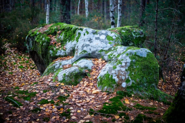 Foto vista panorâmica da floresta de trois pignons em fontainebleau, frança, no outono